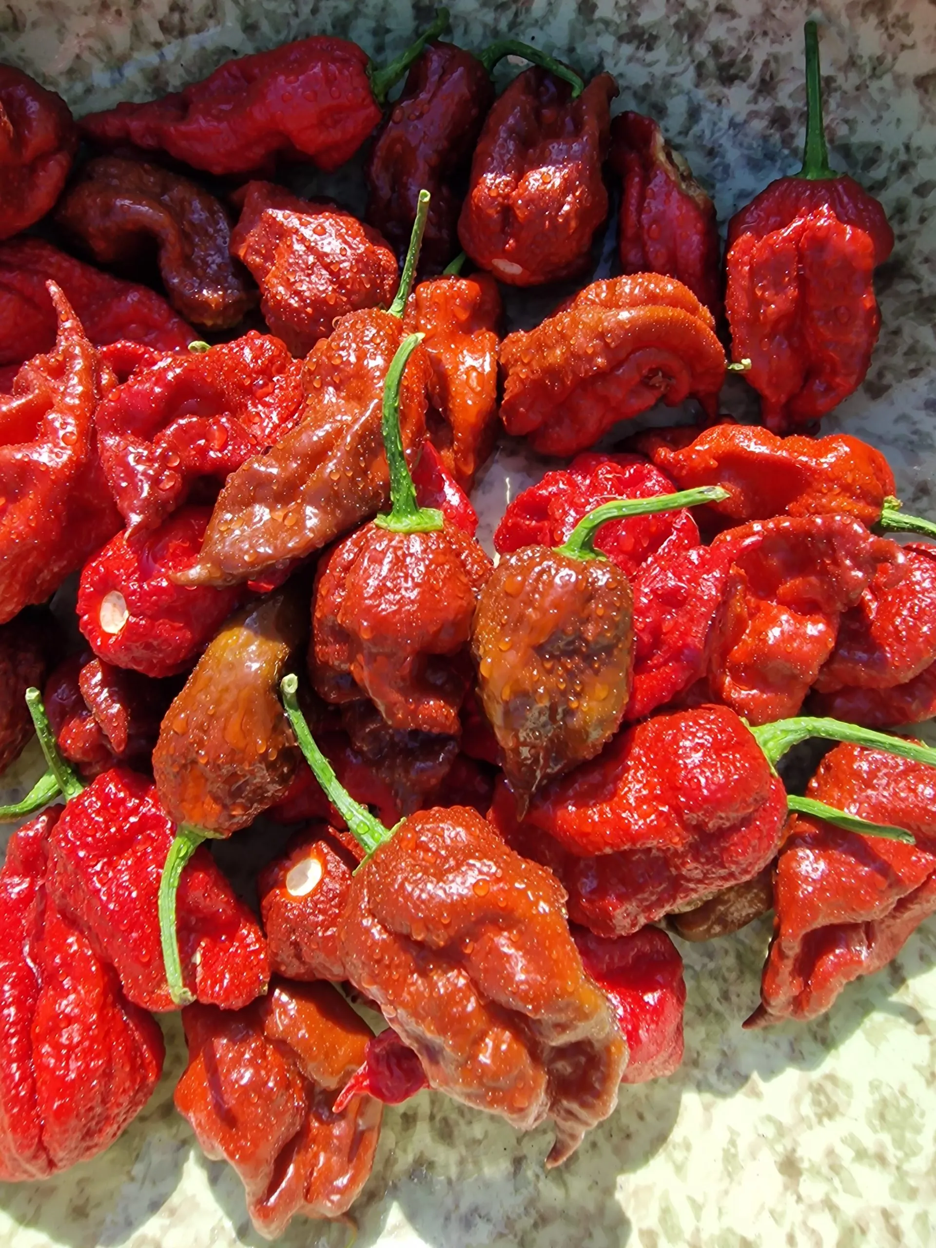 KB Chocolate Ghost Scorpion Chilli Seeds - Image 7