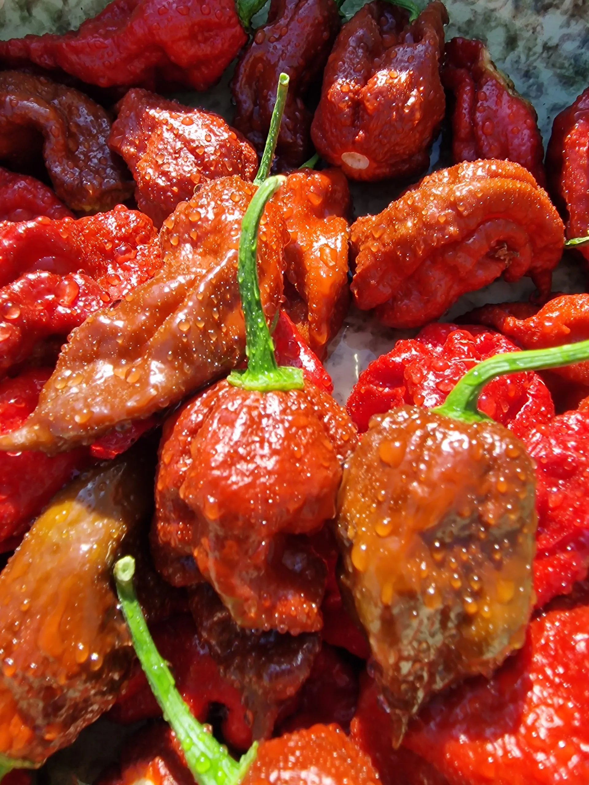 KB Chocolate Ghost Scorpion Chilli Seeds - Image 8