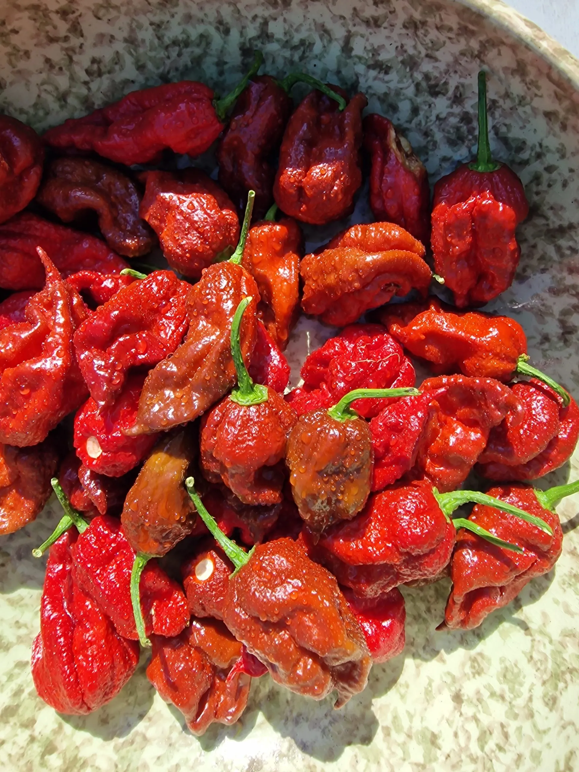 KB Chocolate Ghost Scorpion Chilli Seeds - Image 2