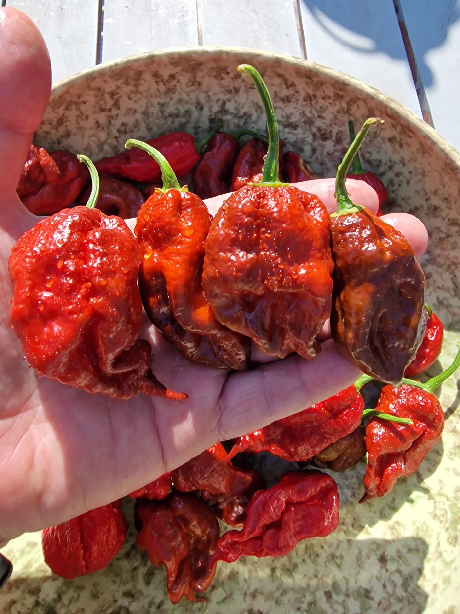 KB Chocolate Ghost Scorpion Chilli Seeds - Image 3