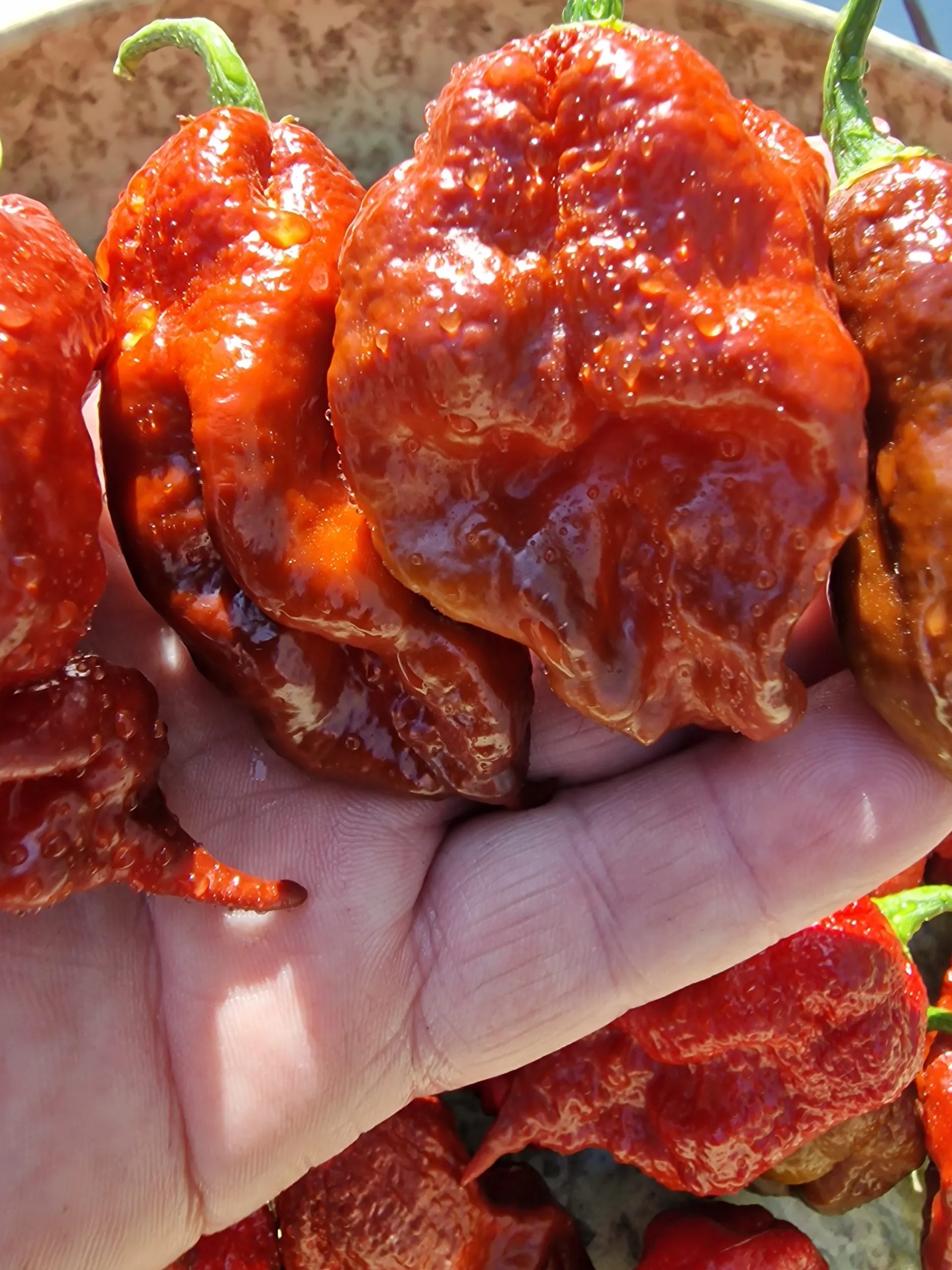 KB Chocolate Ghost Scorpion Chilli Seeds - Image 4