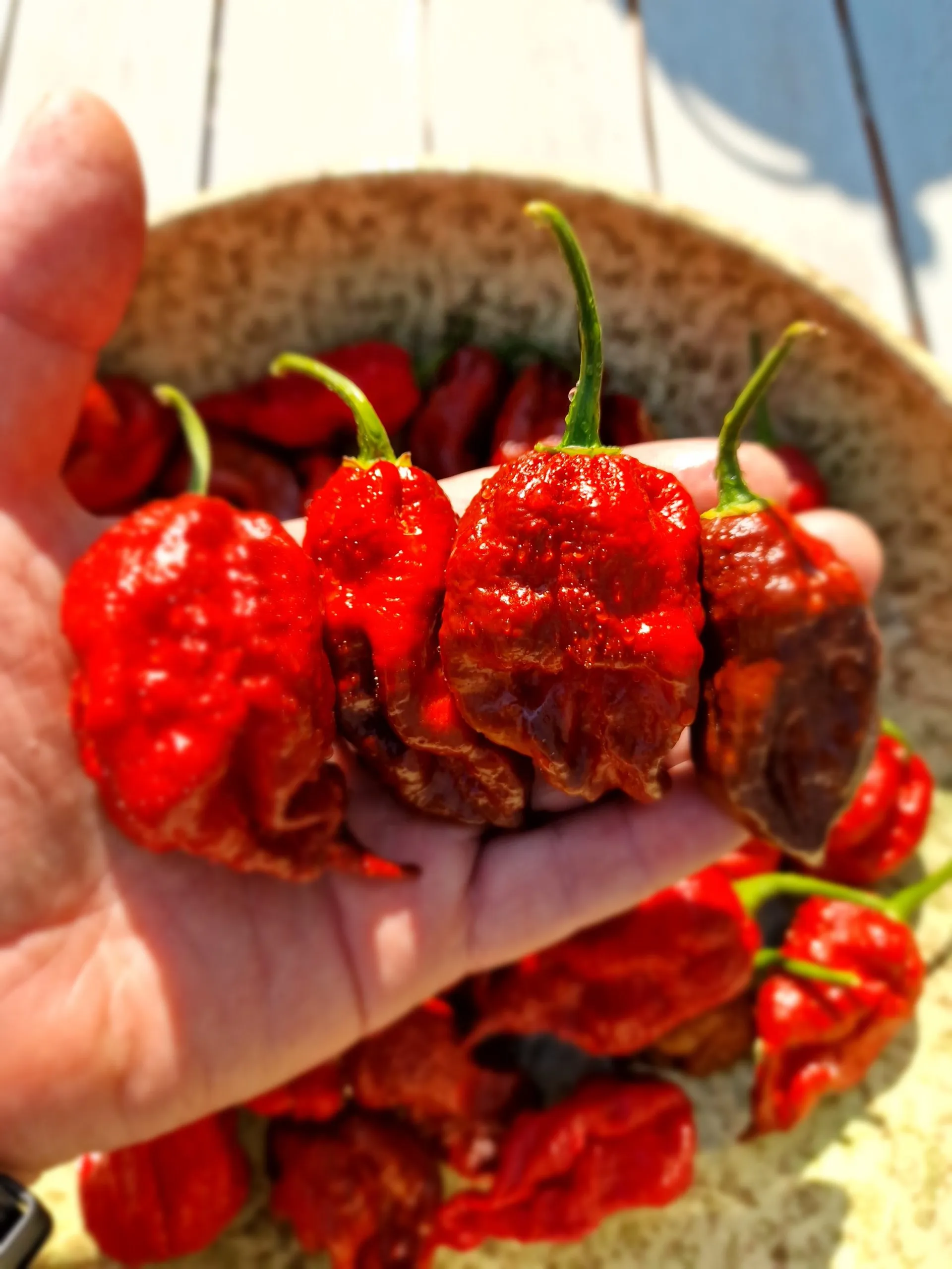 KB Chocolate Ghost Scorpion Chilli Seeds - Image 5