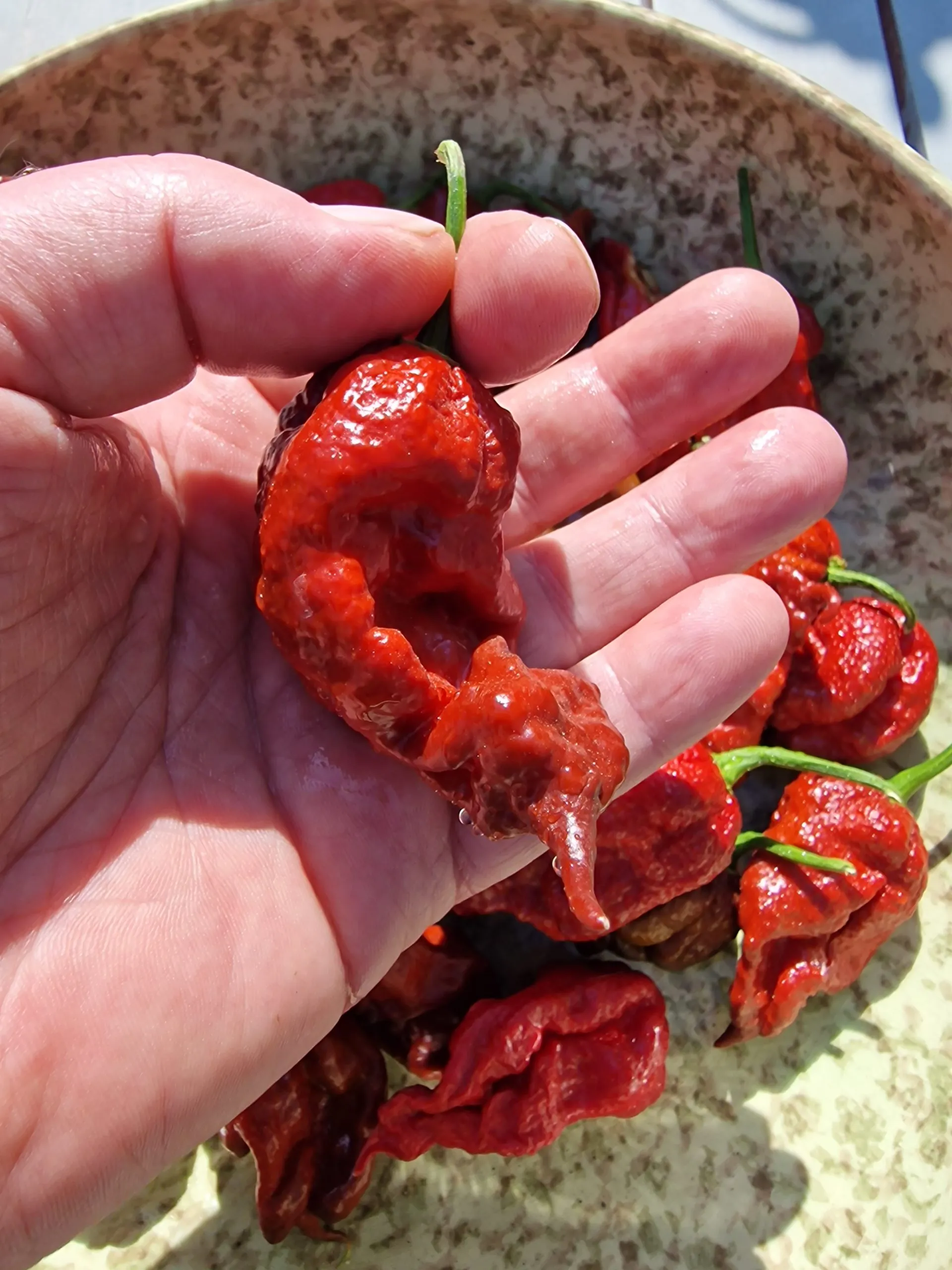 KB Chocolate Ghost Scorpion Chilli Seeds - Image 6