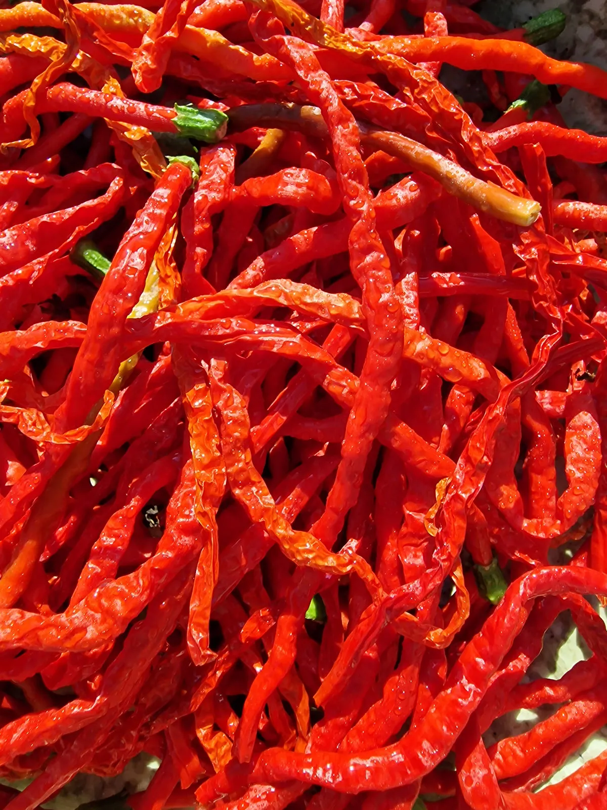 Spaghetti Pepper Chilli Seeds - Image 5