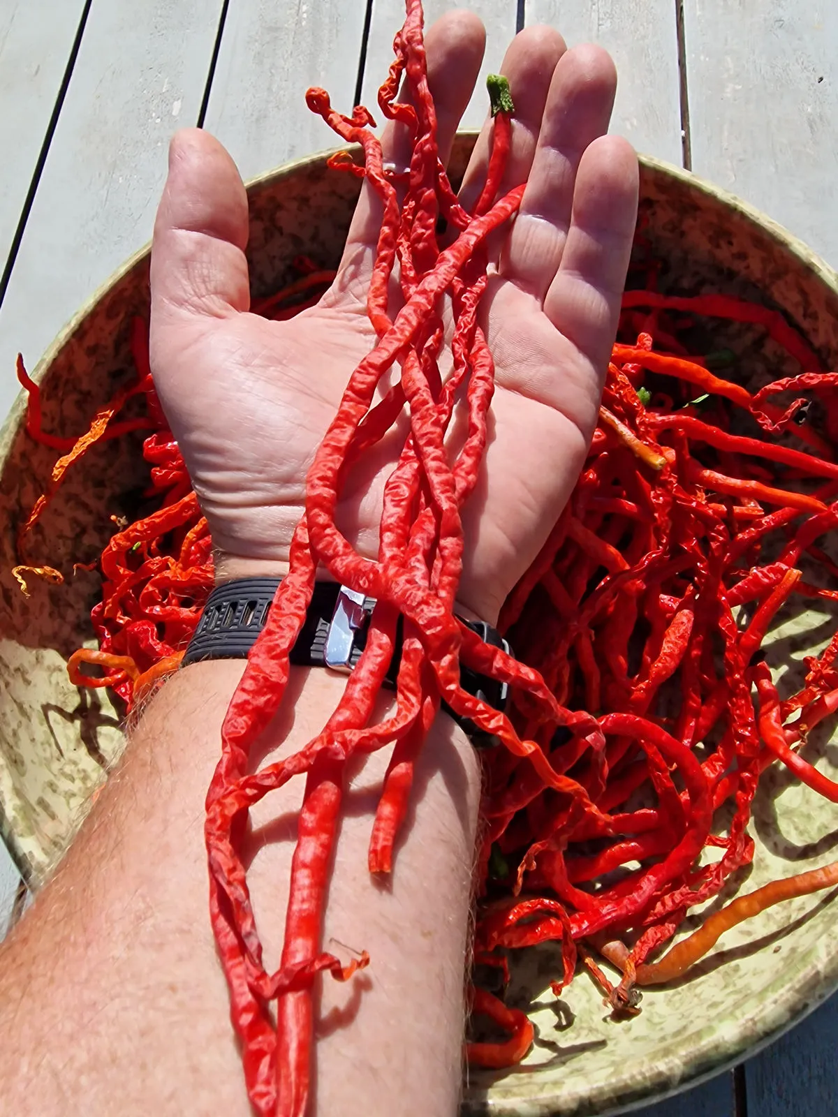 Spaghetti Pepper Chilli Seeds - Image 3