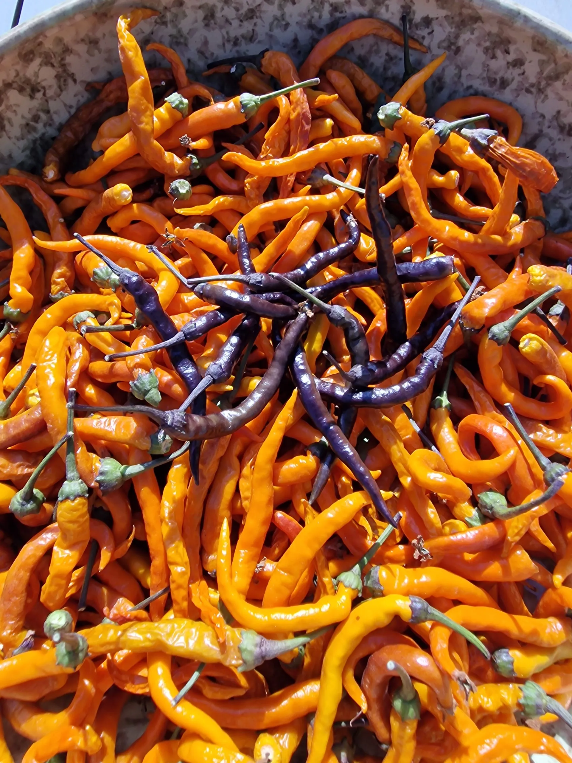 Halloween Black and Orange Thai Chilli Seeds - Image 4