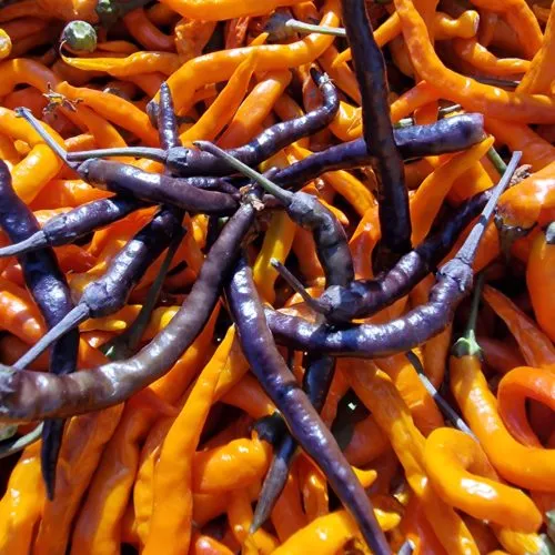 Halloween Black and Orange Thai Chilli Seeds