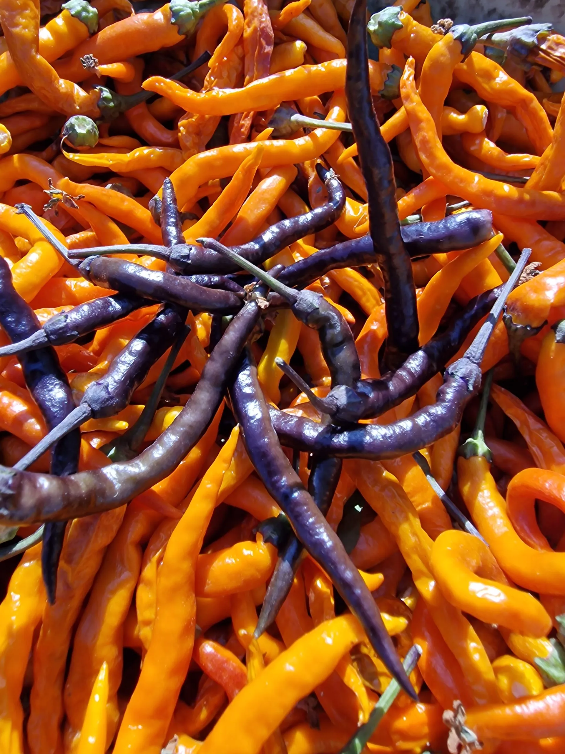 Halloween Black and Orange Thai Chilli Seeds