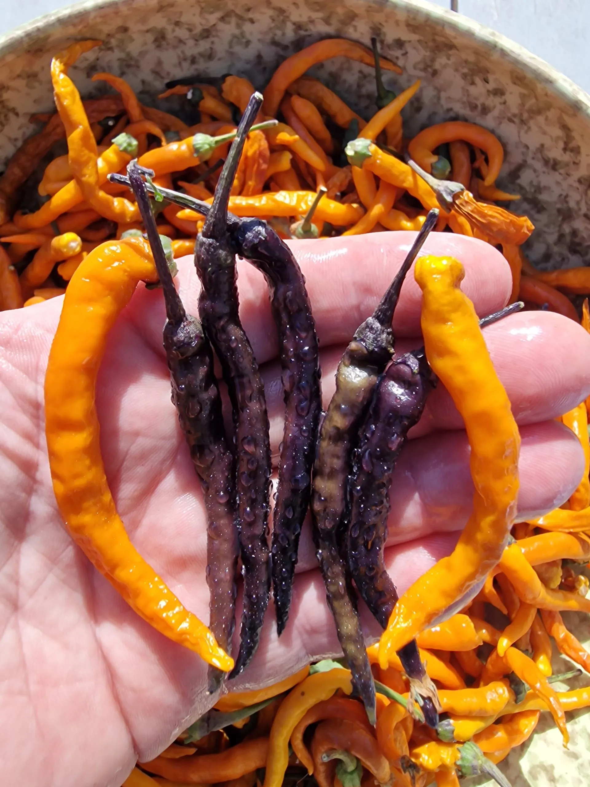 Halloween Black and Orange Thai Chilli Seeds - Image 2