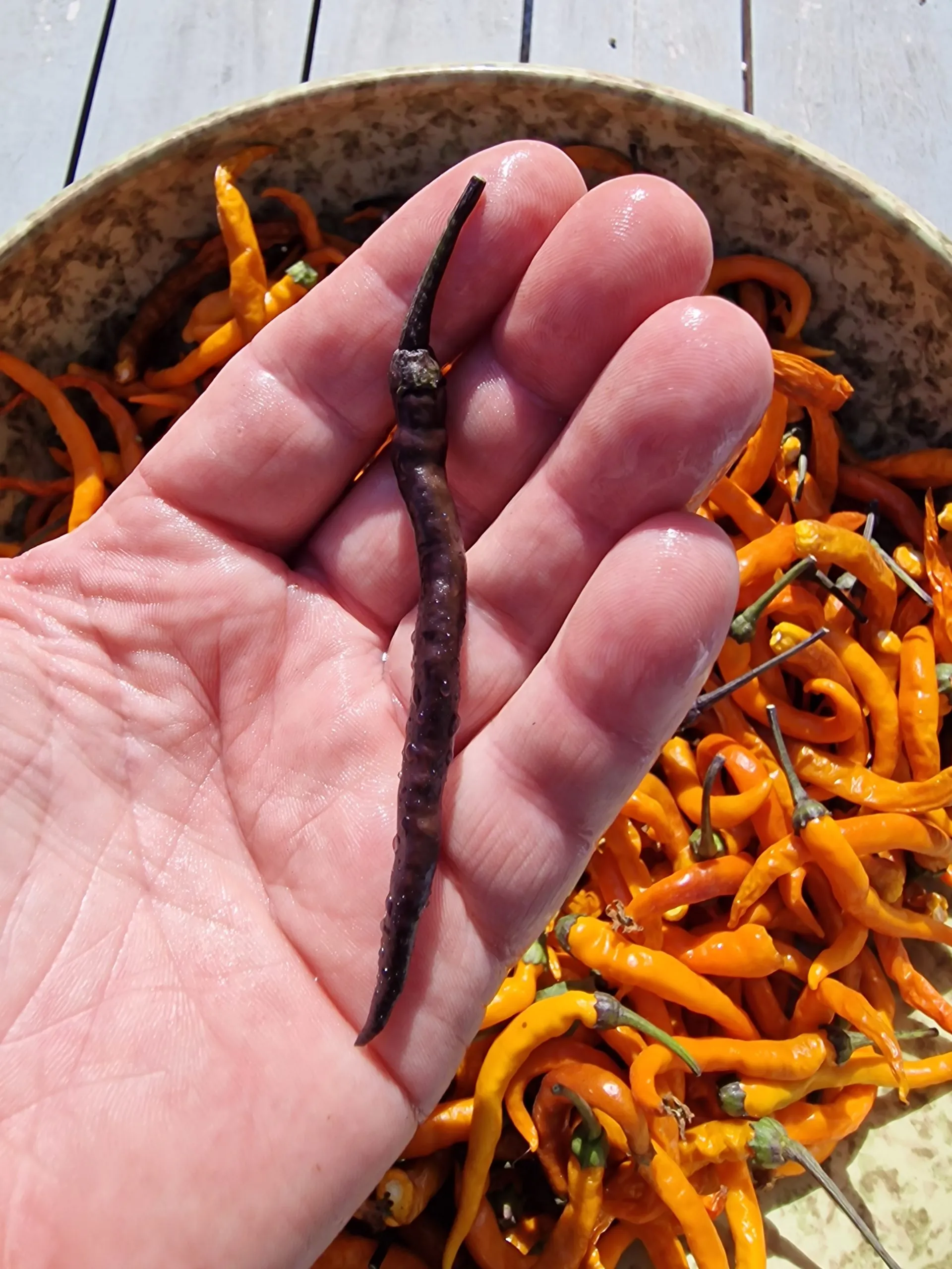 Halloween Black and Orange Thai Chilli Seeds - Image 3