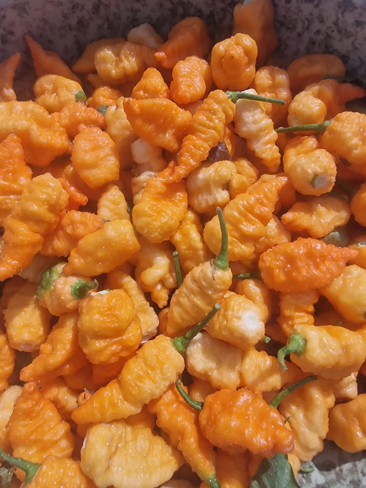 Crazy Head Orange Chilli Seeds - Image 2