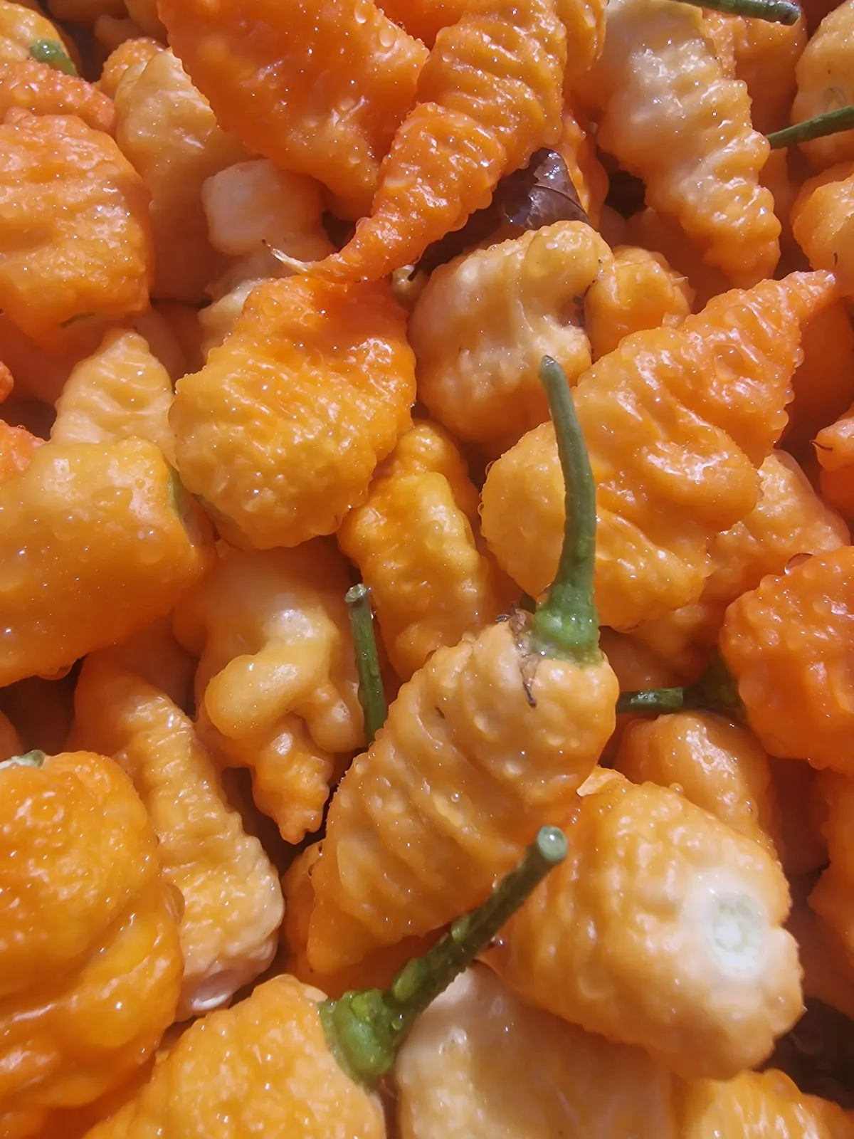 Crazy Head Orange Chilli Seeds - Image 3