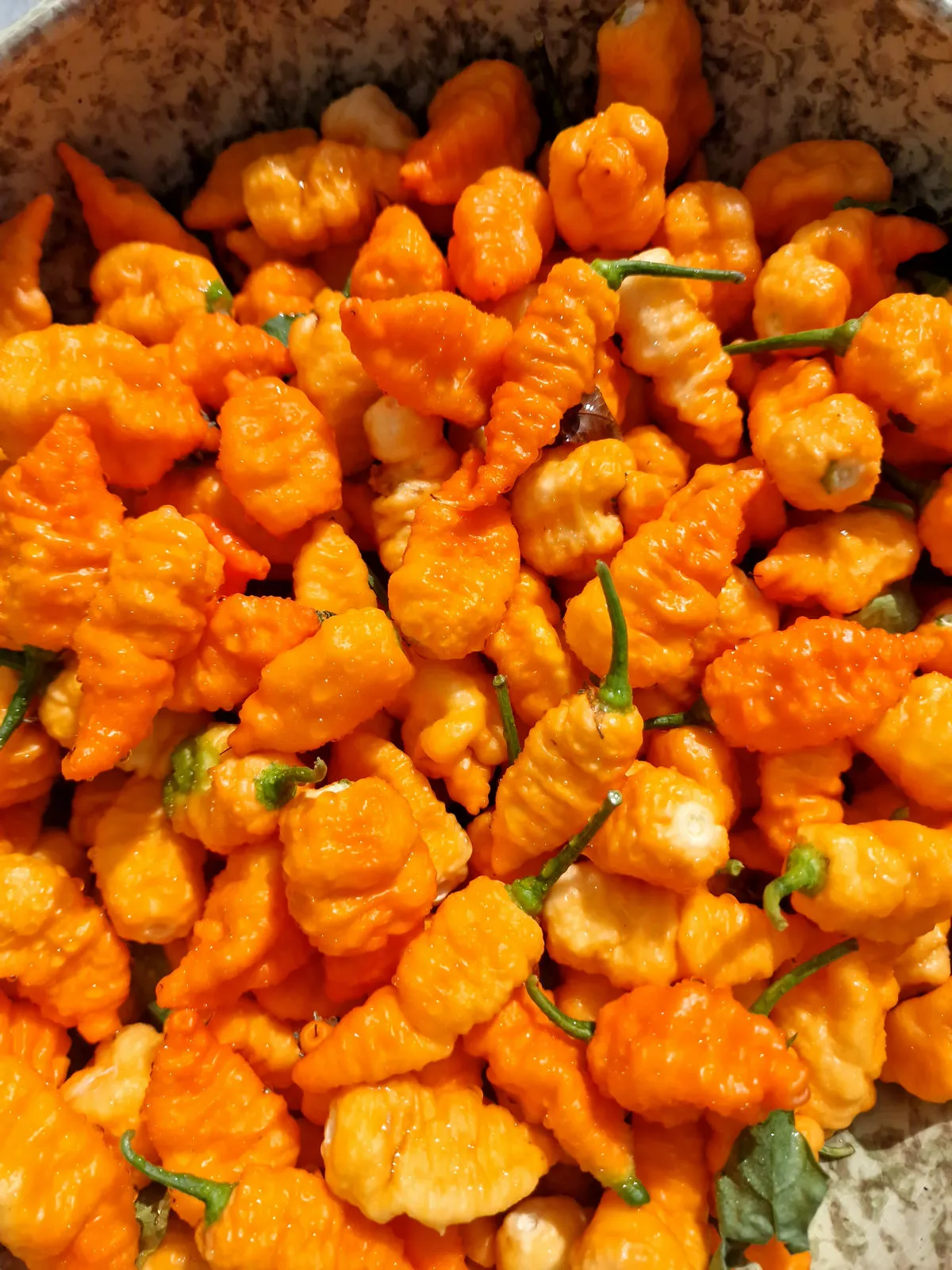 Crazy Head Orange Chilli Seeds - Image 4