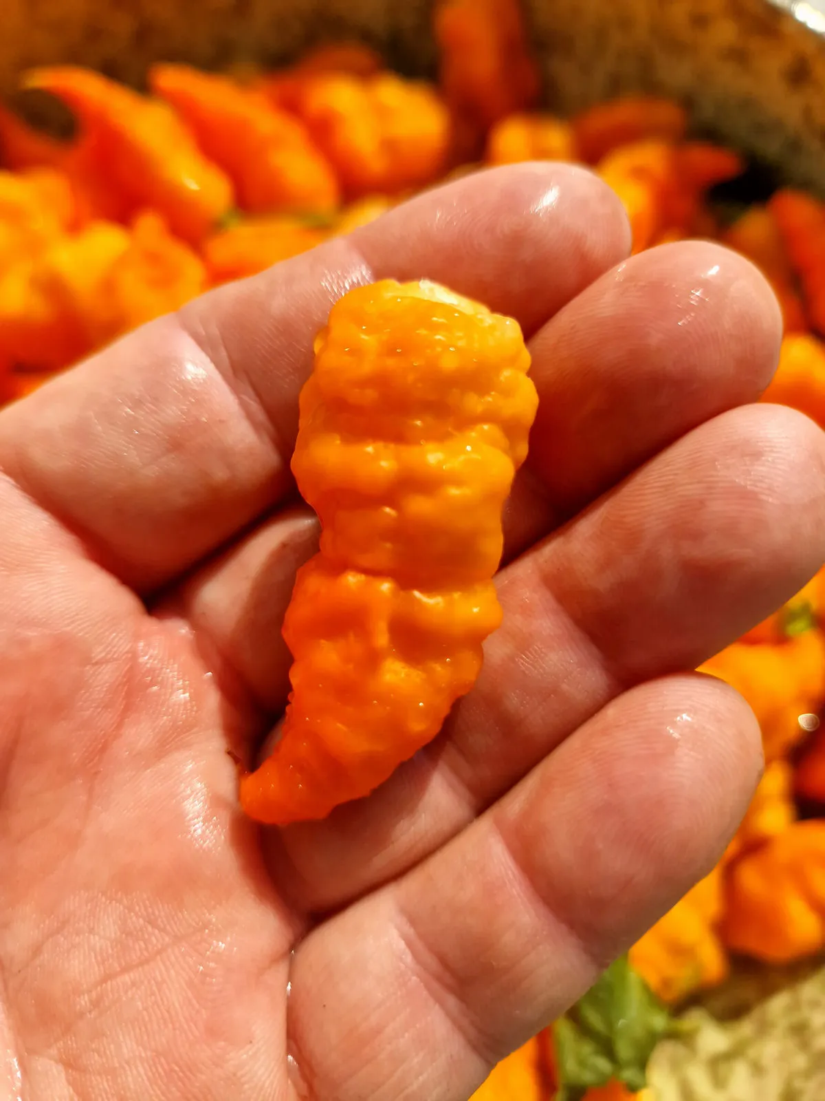 Crazy Head Orange Chilli Seeds - Image 6