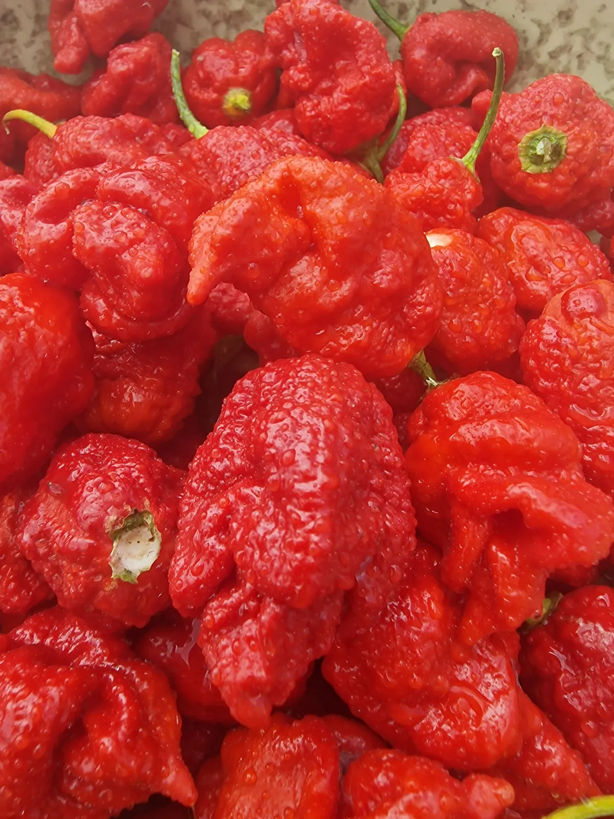 Dystopia Red Chilli Seeds - Image 2