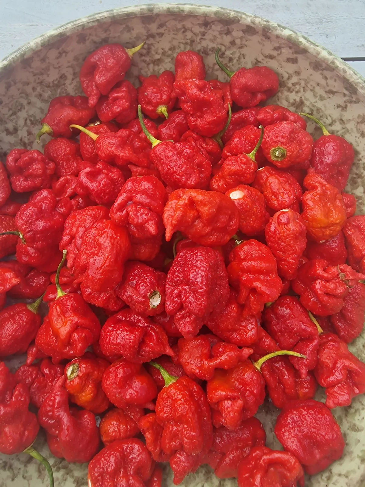 Dystopia Red Chilli Seeds - Image 3