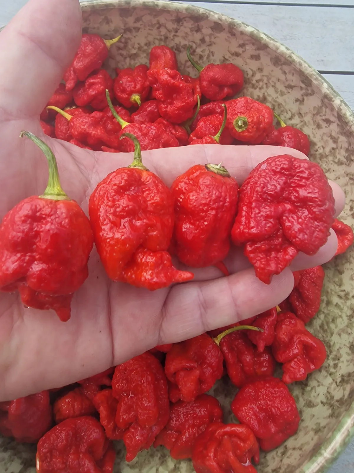 Dystopia Red Chilli Seeds - Image 4