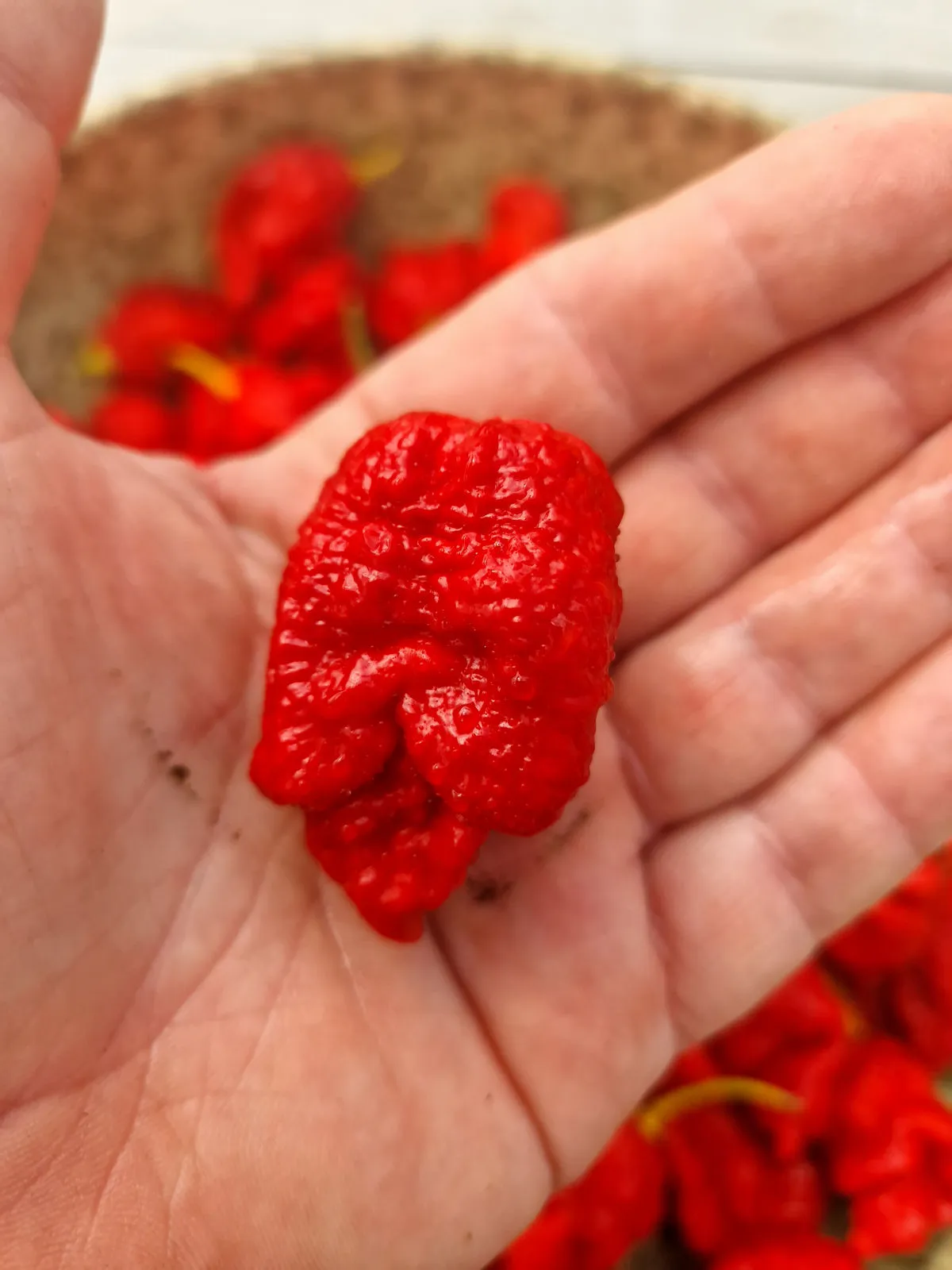 Dystopia Red Chilli Seeds - Image 5
