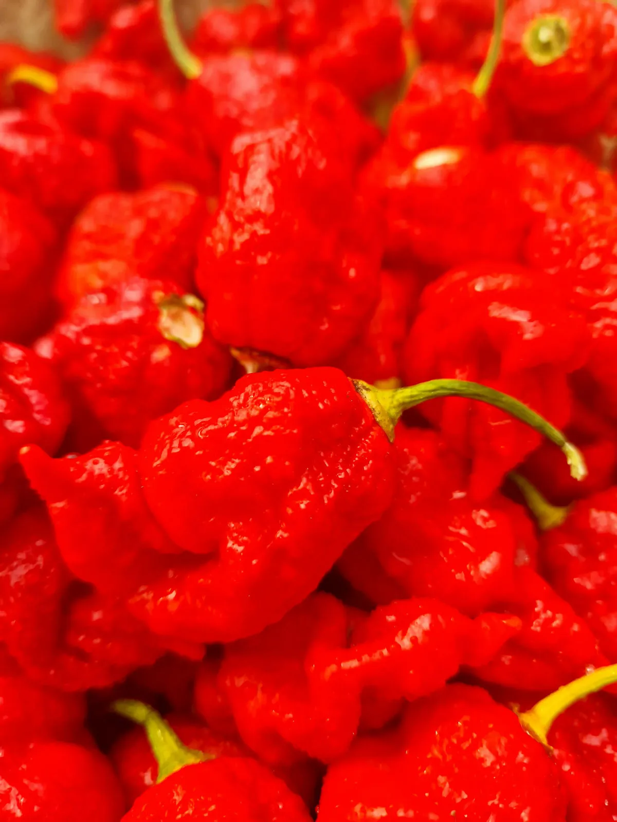 Dystopia Red Chilli Seeds - Image 6