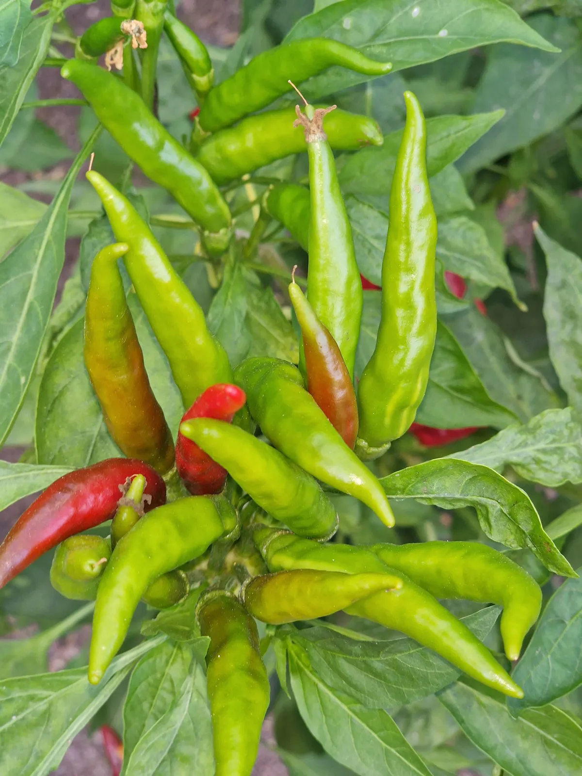 Facing Heaven Chilli Seeds - Image 4