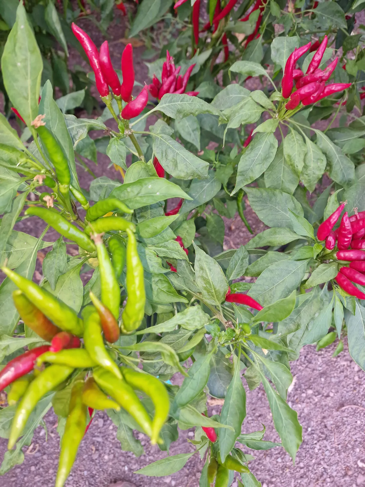 Facing Heaven Chilli Seeds - Image 5