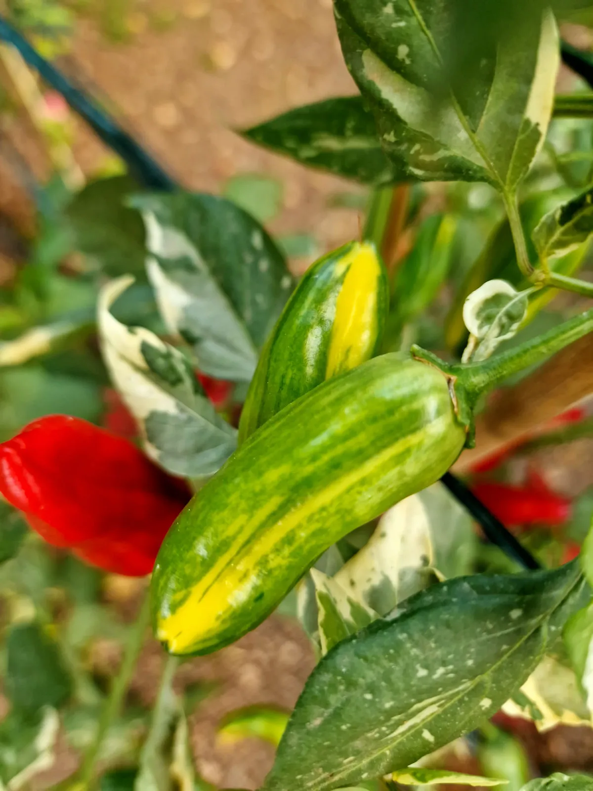 Bryans Blood The U Chilli Seeds - Image 5