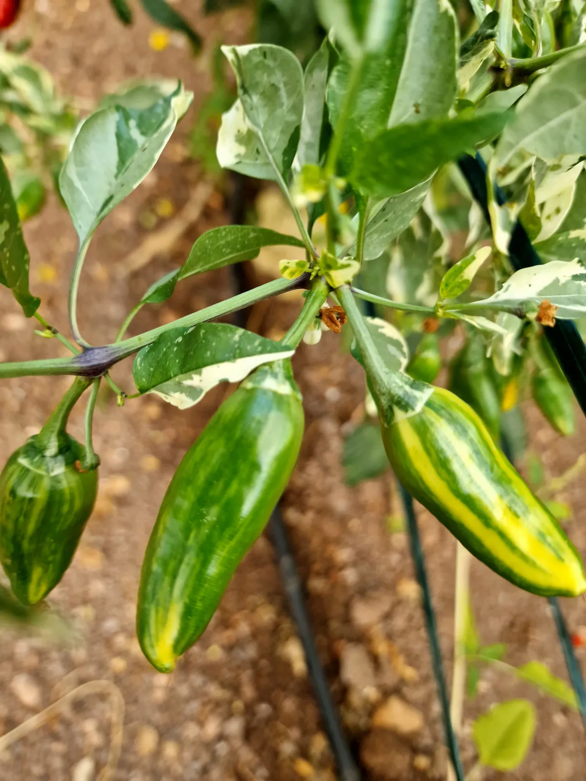 Bryans Blood The U Chilli Seeds - Image 4