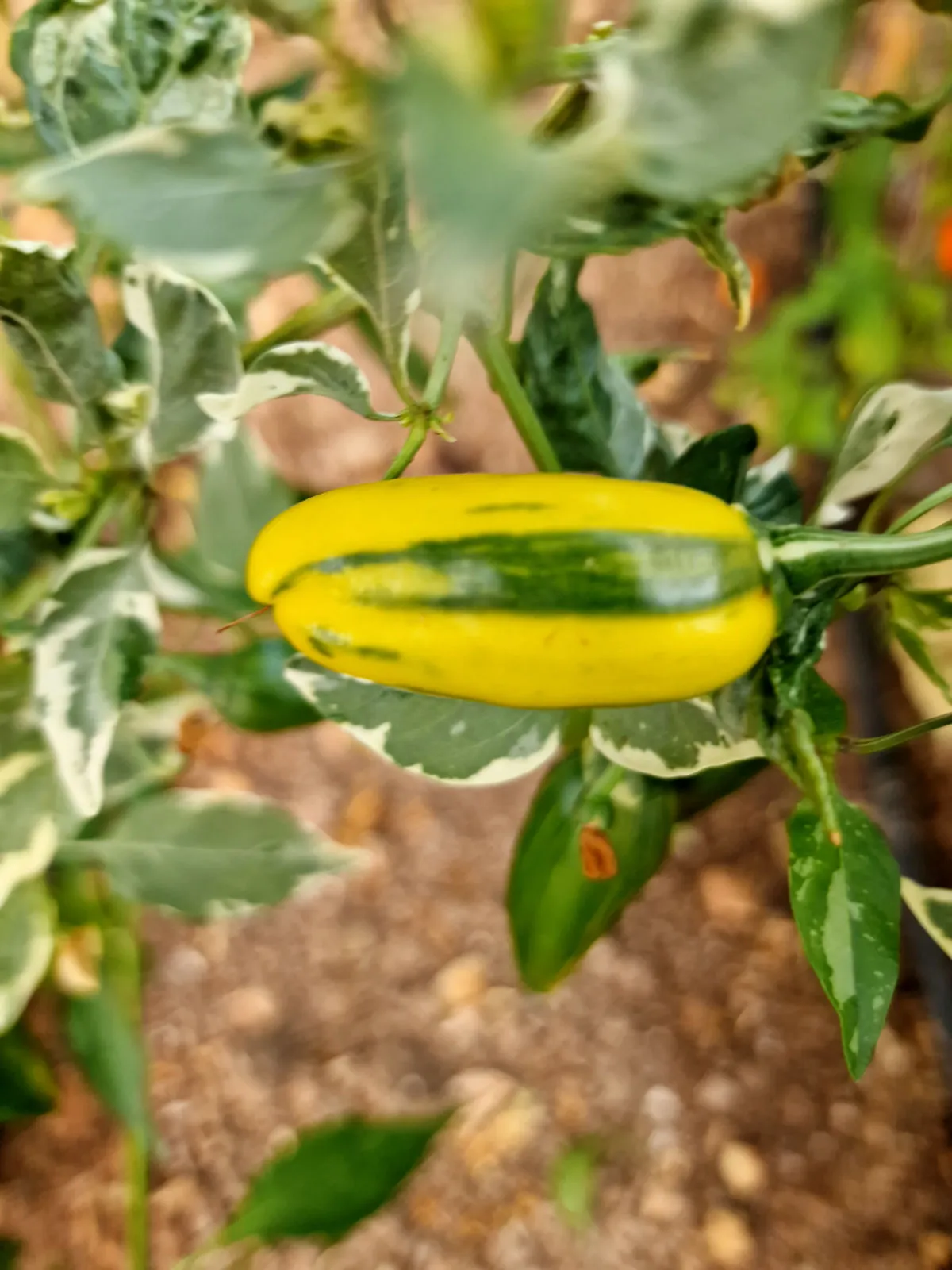 Bryans Blood The U Chilli Seeds - Image 3