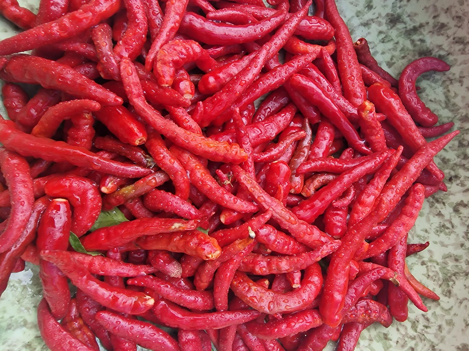 Indian PC-1 Chilli Seeds - Image 3