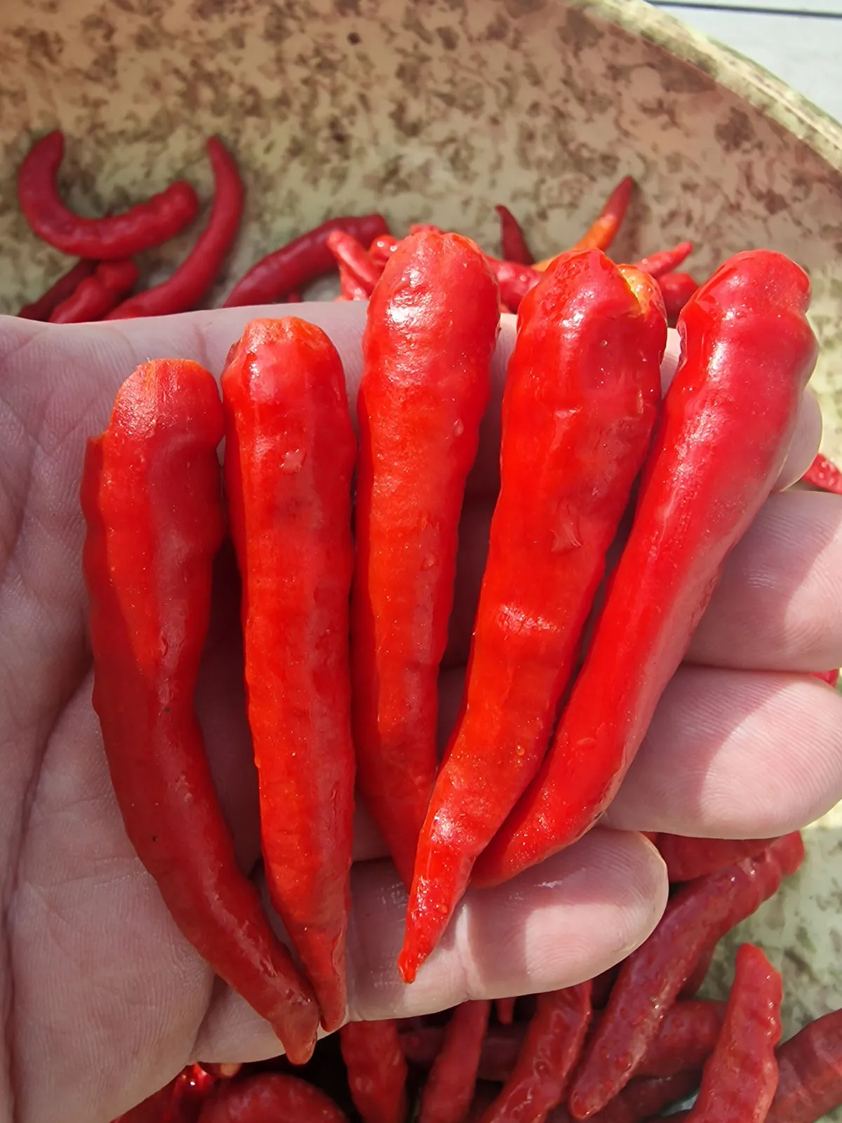 Indian PC-1 Chilli Seeds - Image 5