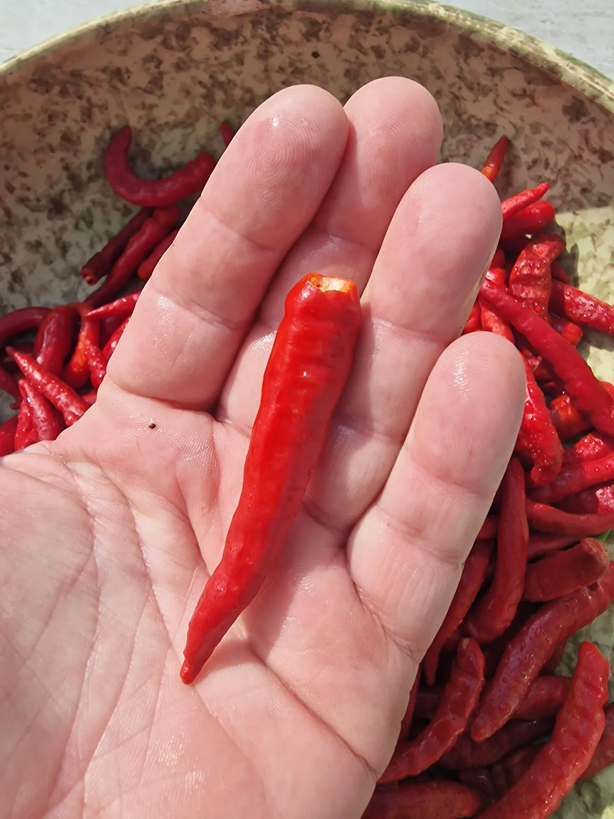 Indian PC-1 Chilli Seeds - Image 2