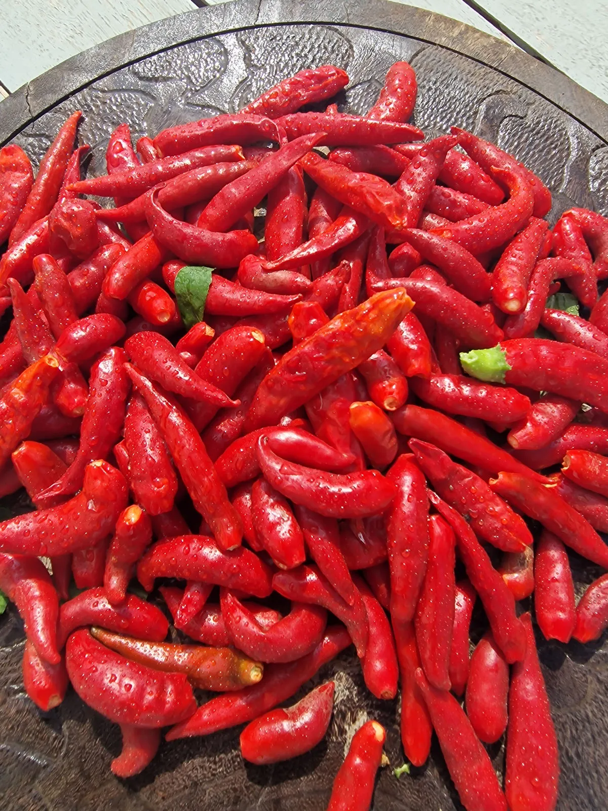 Facing Heaven Chilli Seeds - Image 6