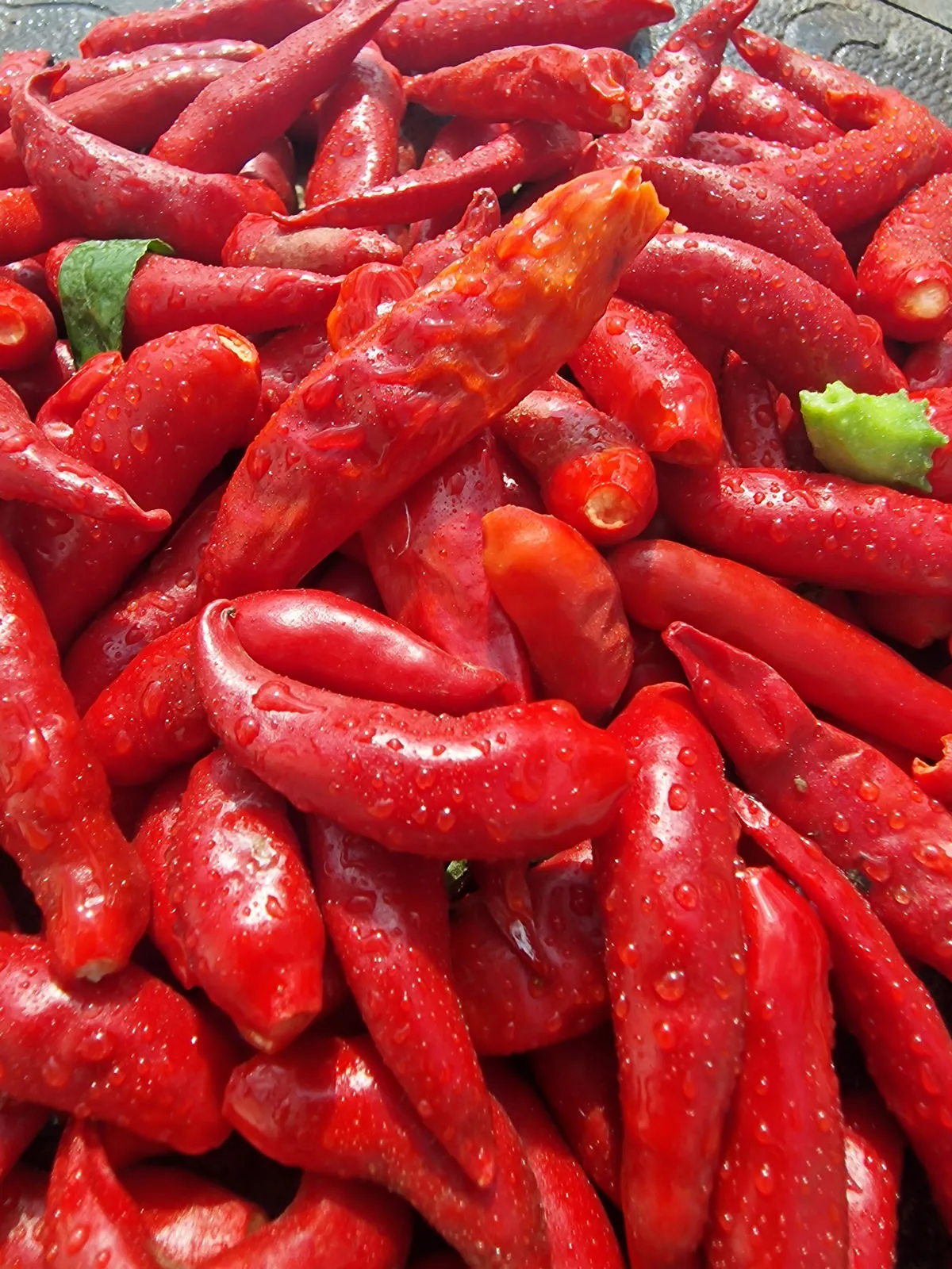 Facing Heaven Chilli Seeds - Image 7