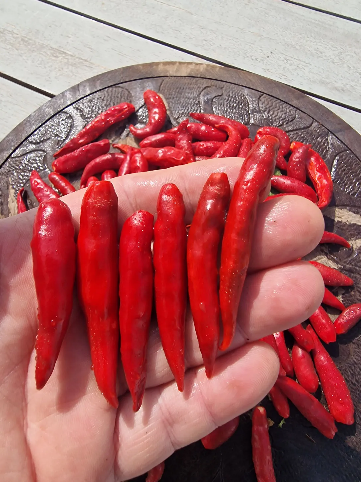 Facing Heaven Chilli Seeds - Image 3