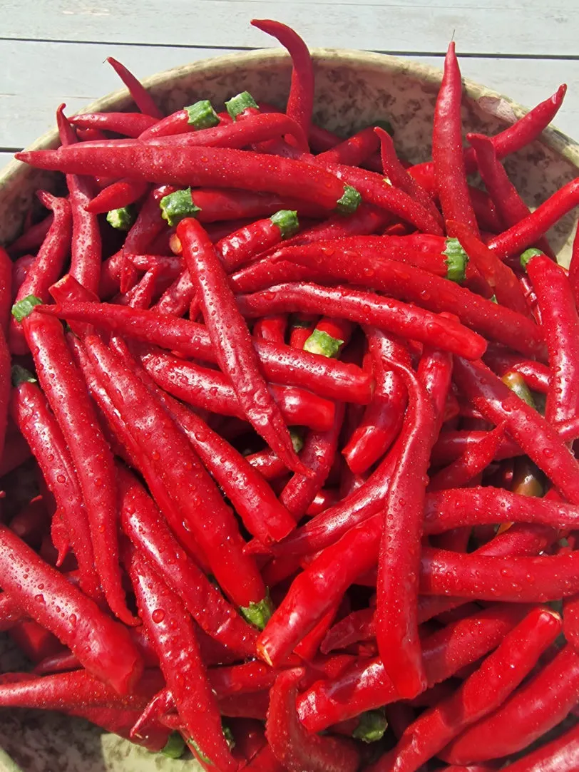 Mirch Masala Chilli Seeds - Image 4