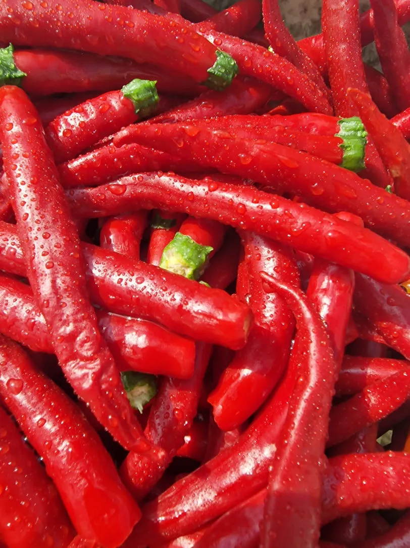 Mirch Masala Chilli Seeds - Image 5