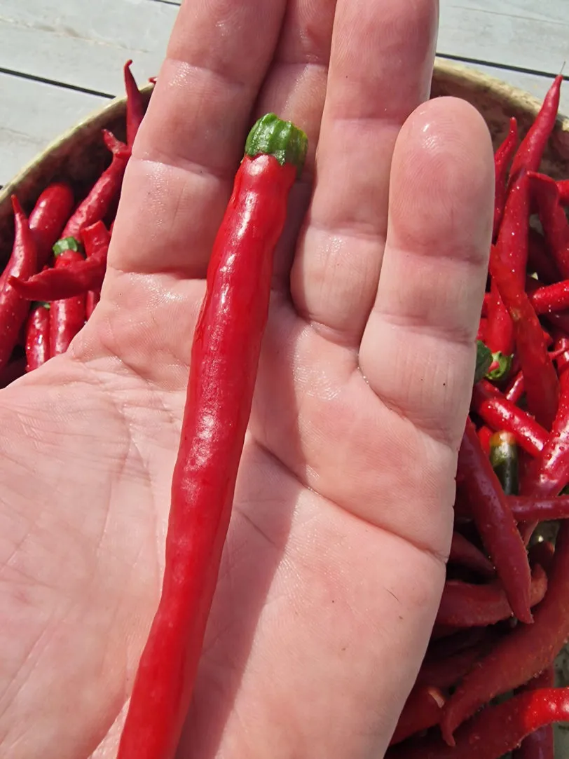 Mirch Masala Chilli Seeds - Image 2