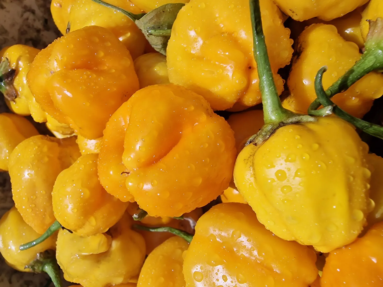 Sugar Rush Amarillo Chilli Seeds - Image 3