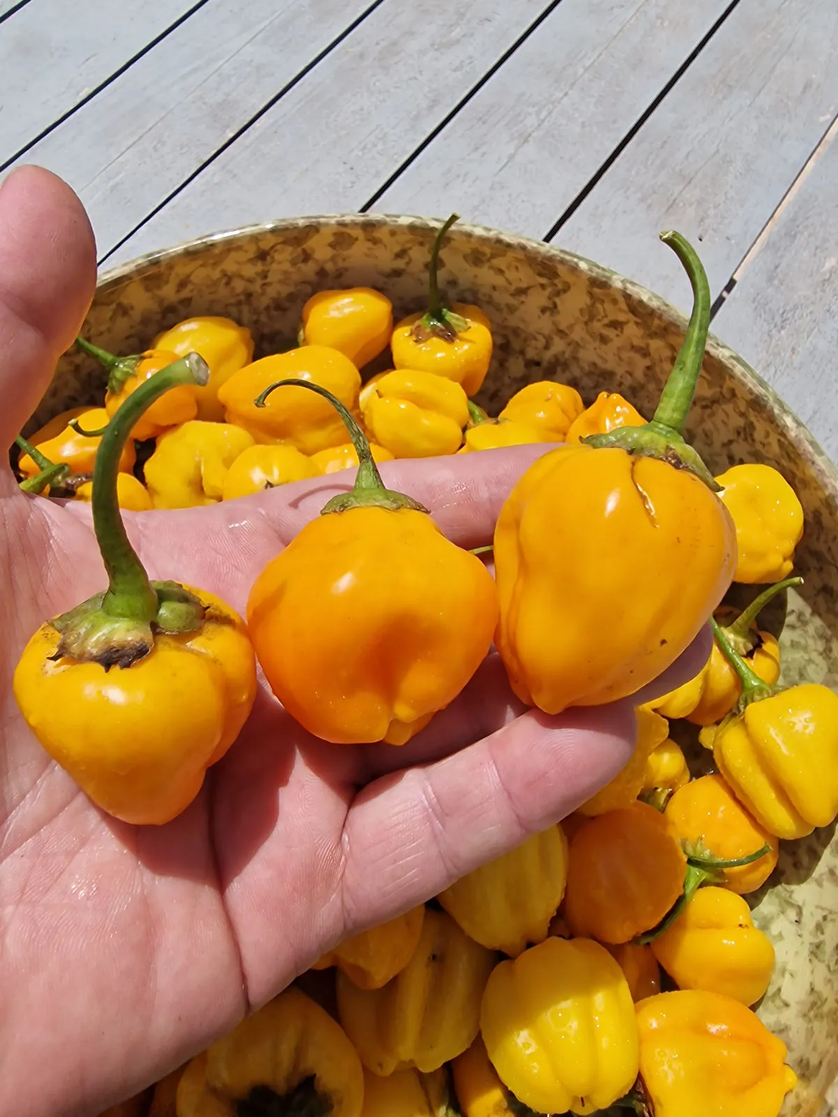 Sugar Rush Amarillo Chilli Seeds - Image 2