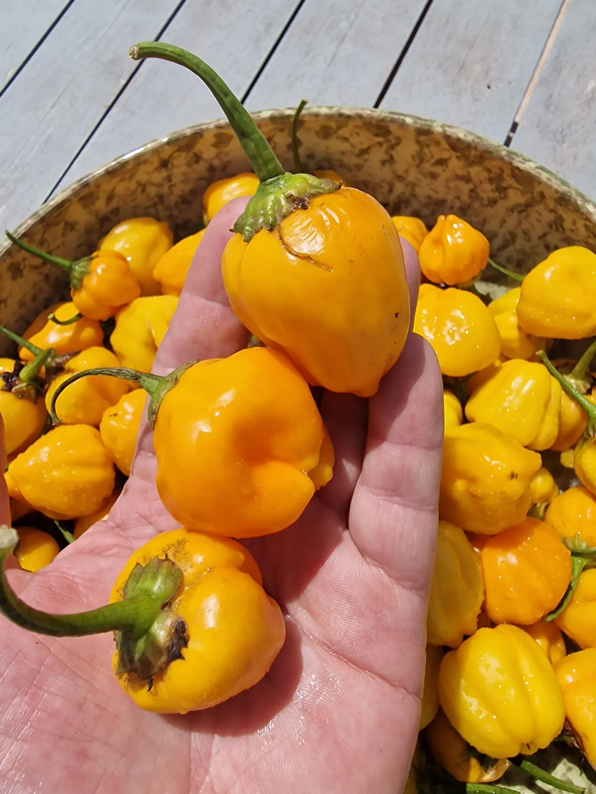 Sugar Rush Amarillo Chilli Seeds - Image 4