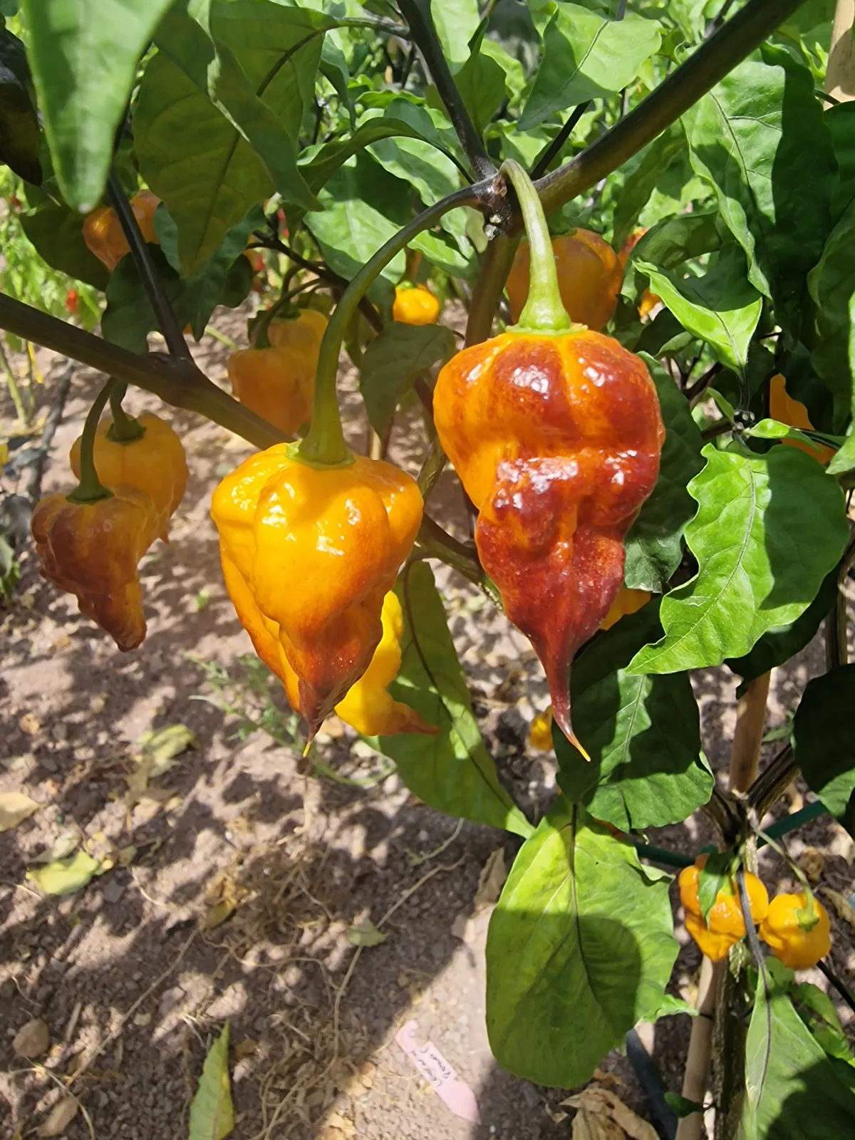Leopard Reaper Gold Chilli Seeds - Image 2