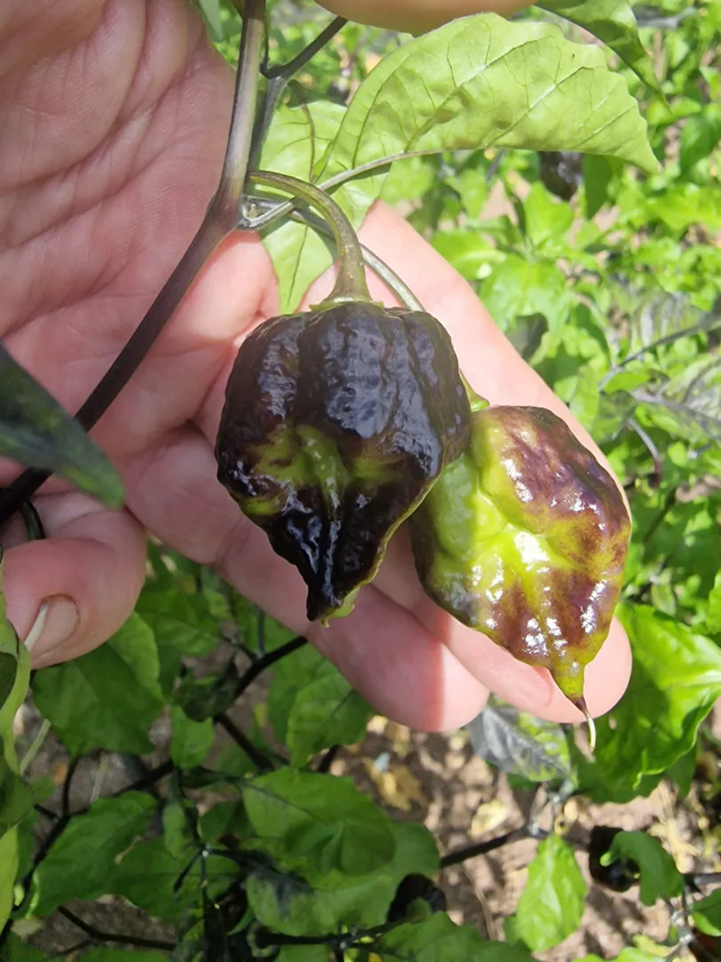 Leopard Reaper Gold Chilli Seeds - Image 3
