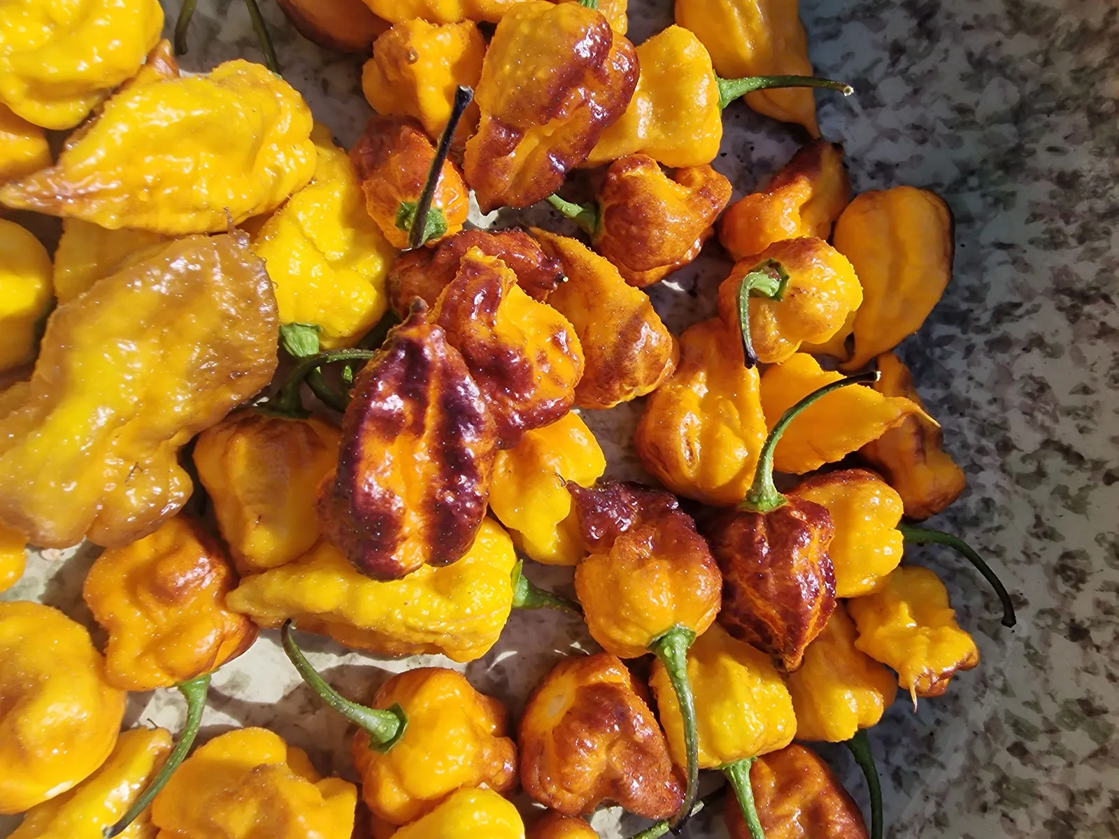 Leopard Reaper Gold Chilli Seeds - Image 4