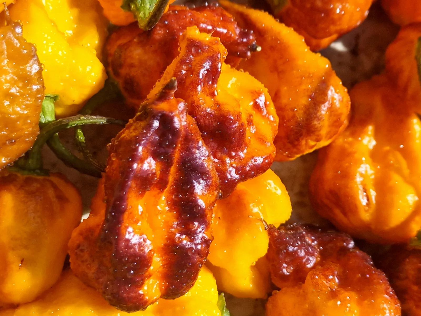 Leopard Reaper Gold Chilli Seeds - Image 5