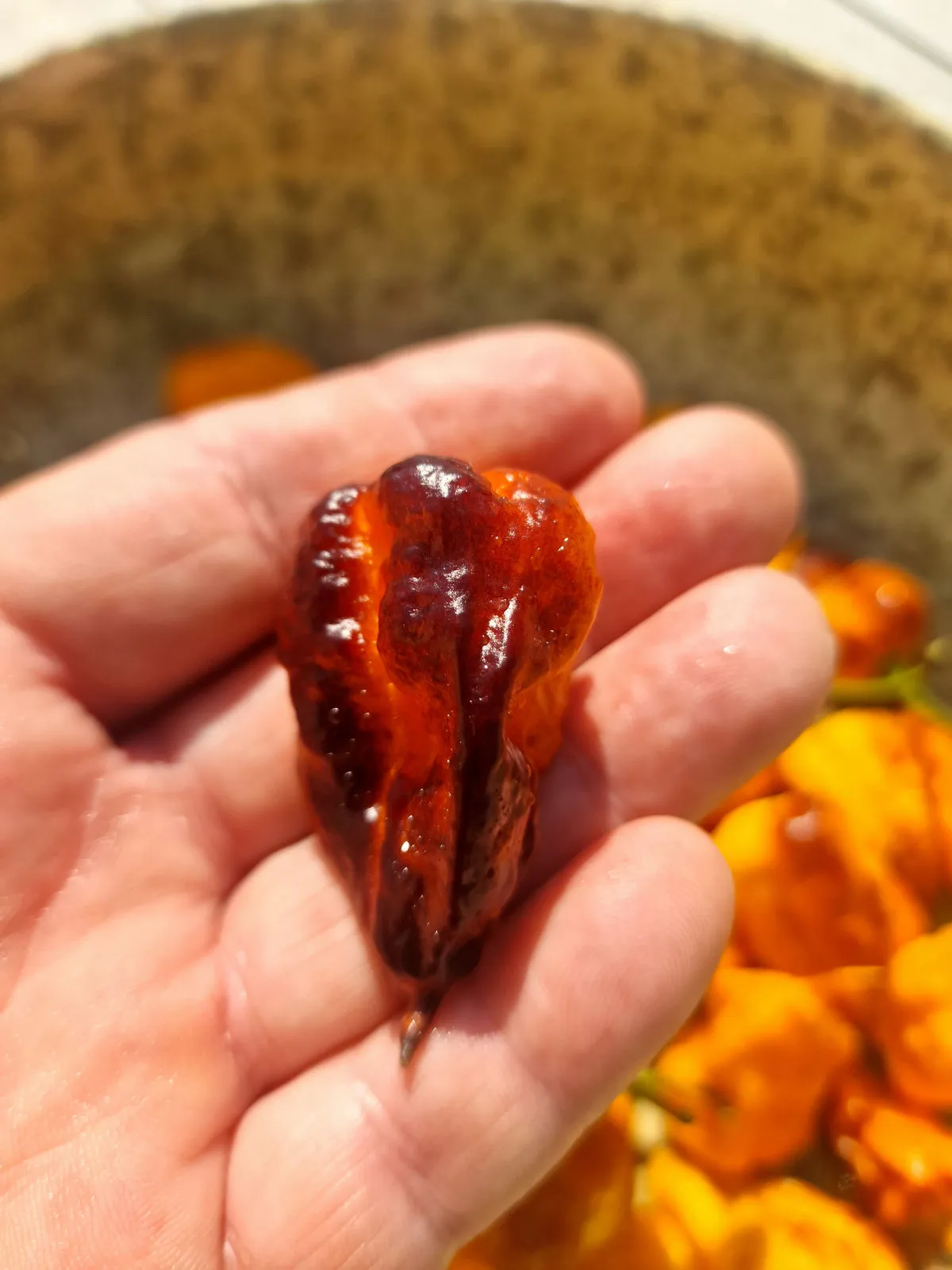 Leopard Reaper Gold Chilli Seeds - Image 7