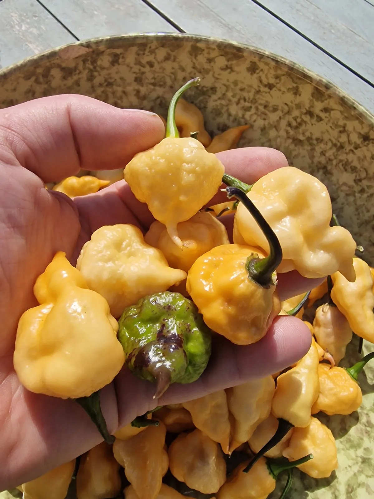 Jays Pink Reaper Lemon Peachy Chilli Seeds - Image 2