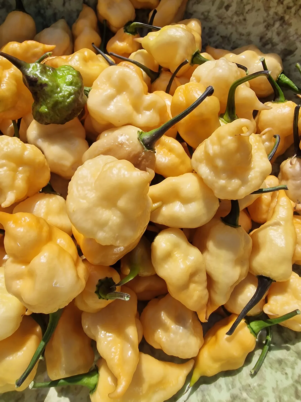 Jays Pink Reaper Lemon Peachy Chilli Seeds