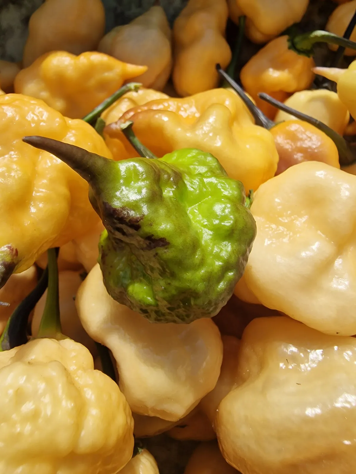 Jays Pink Reaper Lemon Peachy Chilli Seeds - Image 3