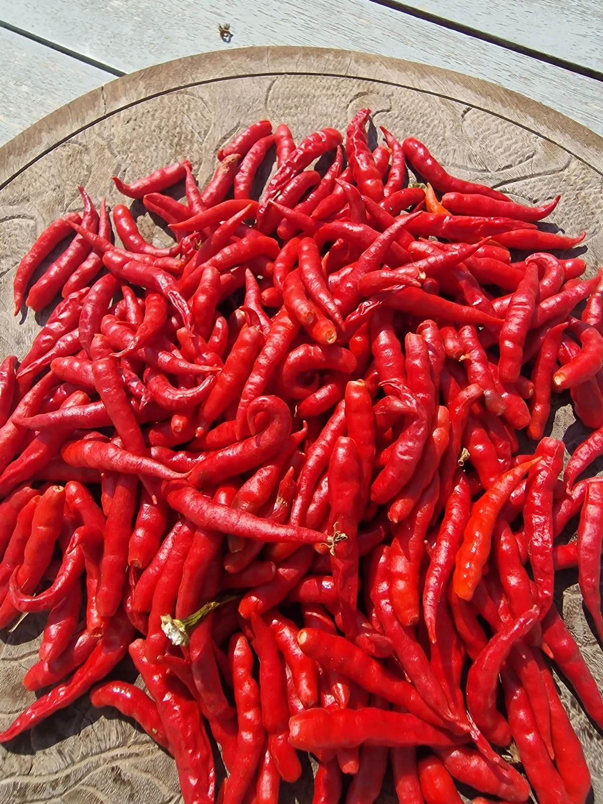 Cabai Chilli Tree Chilli Seeds - Image 3