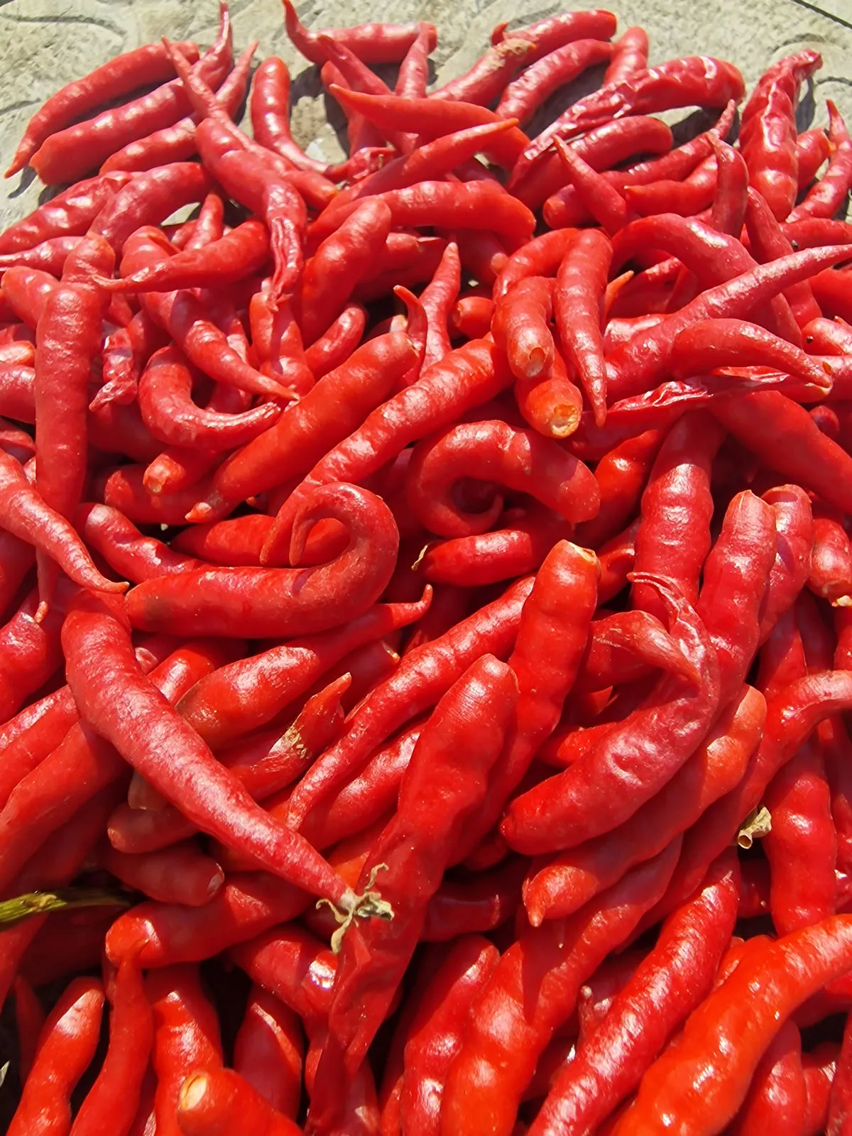 Cabai Chilli Tree Chilli Seeds - Image 2